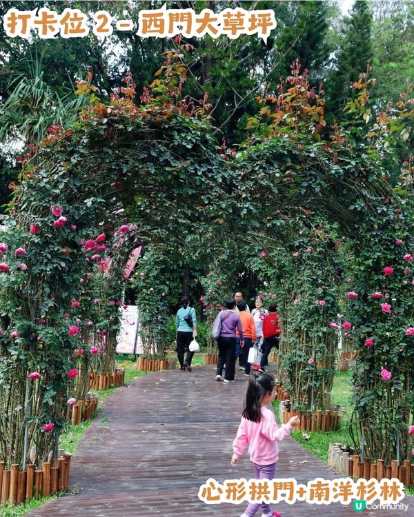 倒數7日! 深圳羅湖區公園月季花海🌸佔地3.5萬㎡/300+品種/6大打卡位📸