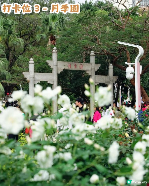 倒數7日! 深圳羅湖區公園月季花海🌸佔地3.5萬㎡/300+品種/6大打卡位📸