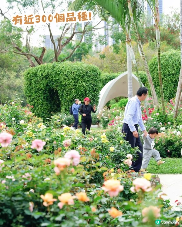 倒數7日! 深圳羅湖區公園月季花海🌸佔地3.5萬㎡/300+品種/6大打卡位📸