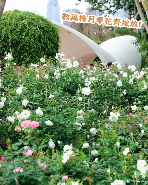 倒數7日! 深圳羅湖區公園月季花海🌸佔地3.5萬㎡/300+品種/6大打卡位📸