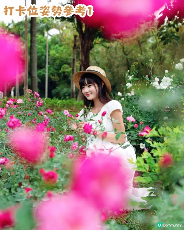 倒數7日! 深圳羅湖區公園月季花海🌸佔地3.5萬㎡/300+品種/6大打卡位📸