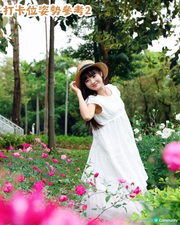 倒數7日! 深圳羅湖區公園月季花海🌸佔地3.5萬㎡/300+品種/6大打卡位📸