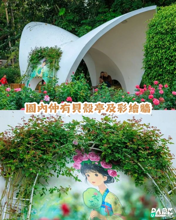 倒數7日! 深圳羅湖區公園月季花海🌸佔地3.5萬㎡/300+品種/6大打卡位📸