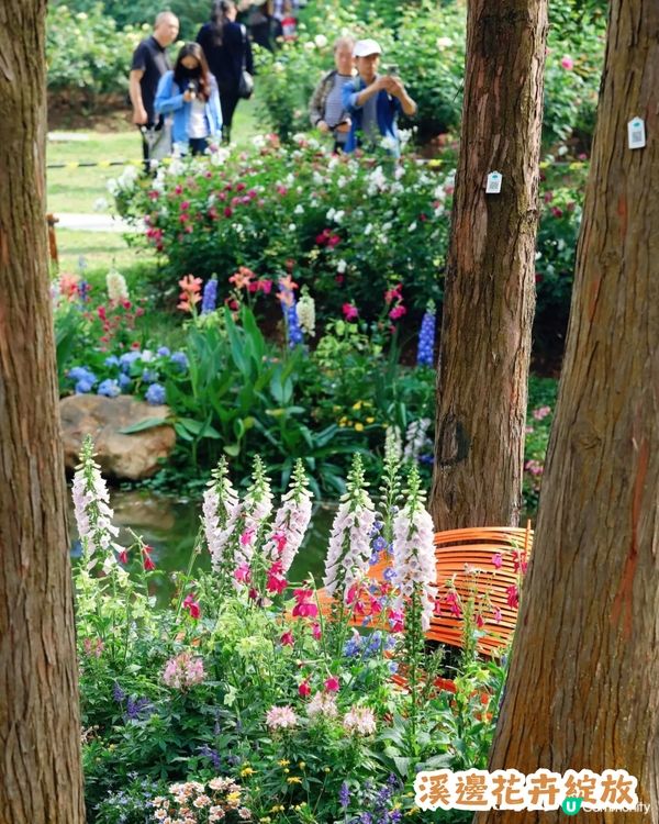 倒數7日! 深圳羅湖區公園月季花海🌸佔地3.5萬㎡/300+品種/6大打卡位📸