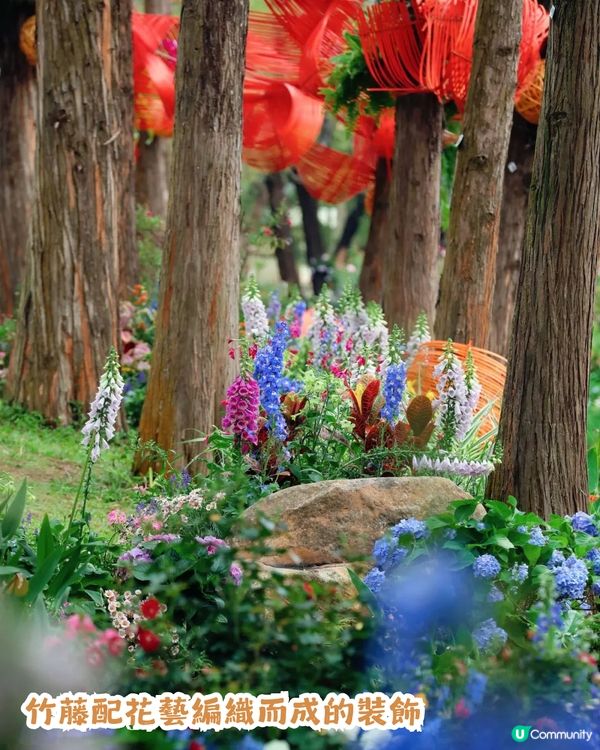 倒數7日! 深圳羅湖區公園月季花海🌸佔地3.5萬㎡/300+品種/6大打卡位📸
