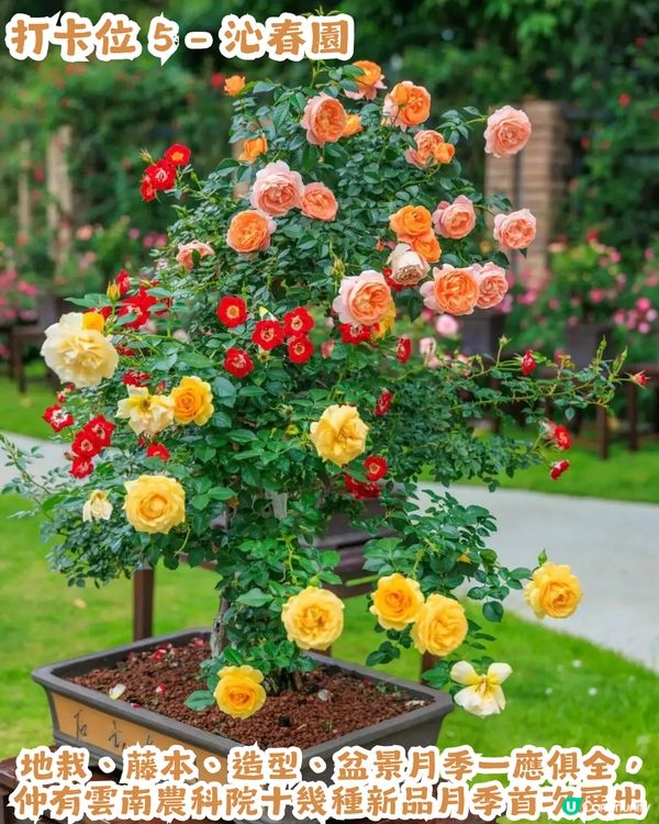 倒數7日! 深圳羅湖區公園月季花海🌸佔地3.5萬㎡/300+品種/6大打卡位📸