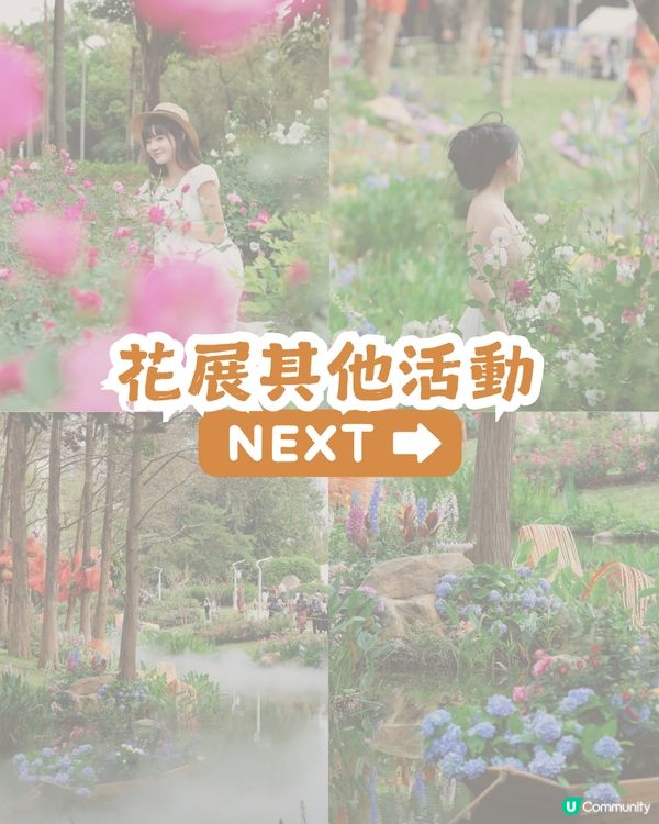 倒數7日! 深圳羅湖區公園月季花海🌸佔地3.5萬㎡/300+品種/6大打卡位📸