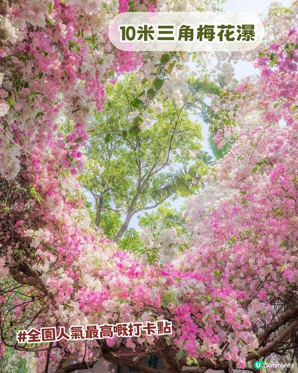 深圳福田區隱世後花園一日遊！10米三角梅花瀑布/中式古風/法式秘境