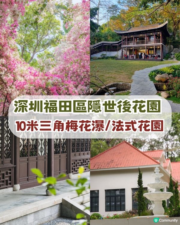 深圳福田區隱世後花園一日遊！10米三角梅花瀑布/中式古風/法式秘境