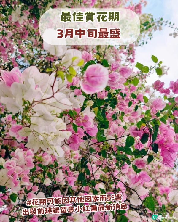 深圳福田區隱世後花園一日遊！10米三角梅花瀑布/中式古風/法式秘境