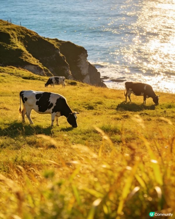 福建漳州鎮海角：一半山海一半牧場的治癒秘境