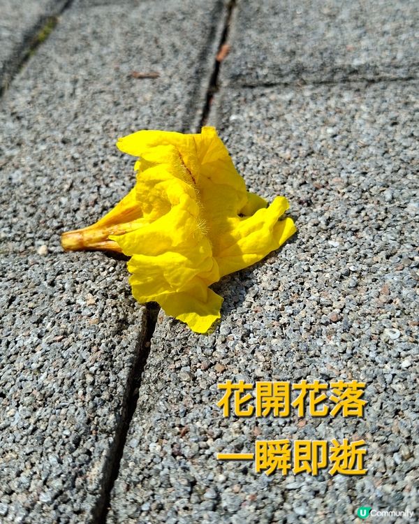 【深圳 - 生態】風鈴花季尾聲⏳南山遊🚶‍♂️