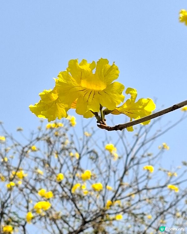 【深圳 - 生態】風鈴花季尾聲⏳南山遊🚶‍♂️