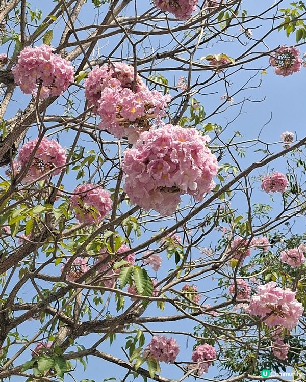 【深圳 - 生態】風鈴花季尾聲⏳南山遊🚶‍♂️