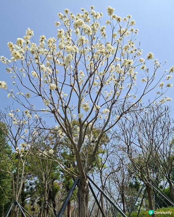 【深圳 - 生態】風鈴花季尾聲⏳南山遊🚶‍♂️
