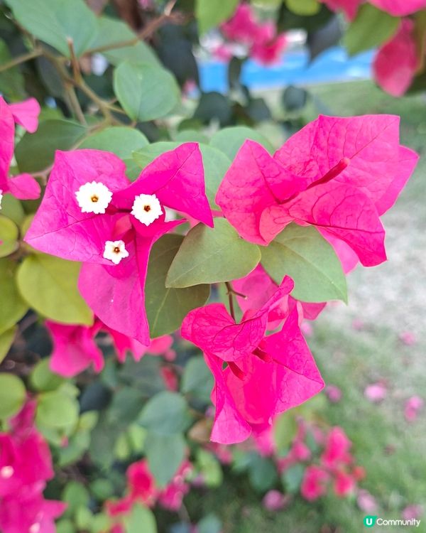 【深圳 - 生態】風鈴花季尾聲⏳南山遊🚶‍♂️