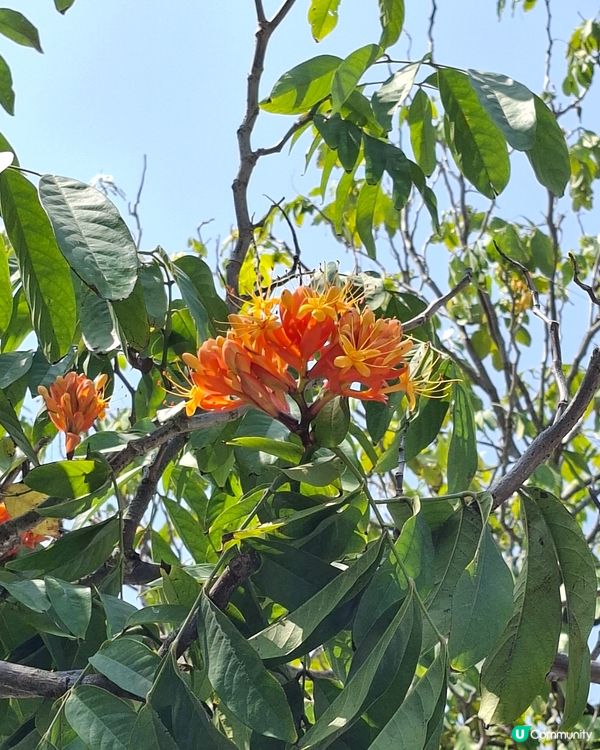 【深圳 - 生態】風鈴花季尾聲⏳南山遊🚶‍♂️