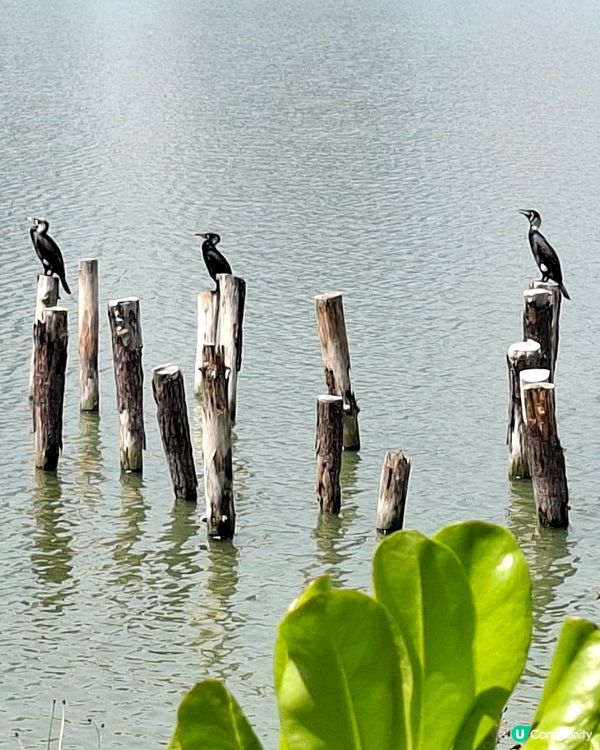 【深圳 - 生態】風鈴花季尾聲⏳南山遊🚶‍♂️