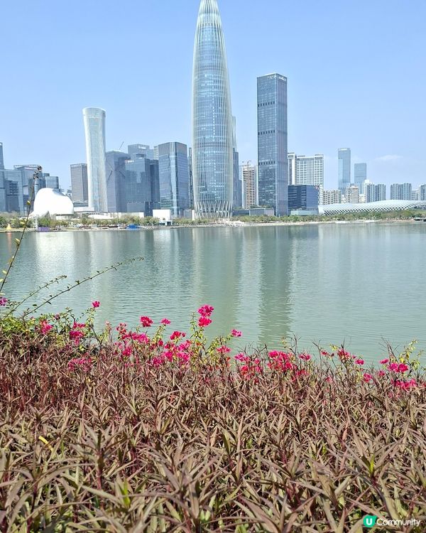 【深圳 - 生態】風鈴花季尾聲⏳南山遊🚶‍♂️