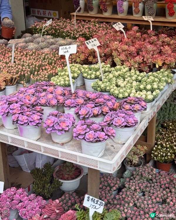 深圳隱藏：荷蘭花卉小鎮🚶‍♀️🌸✨