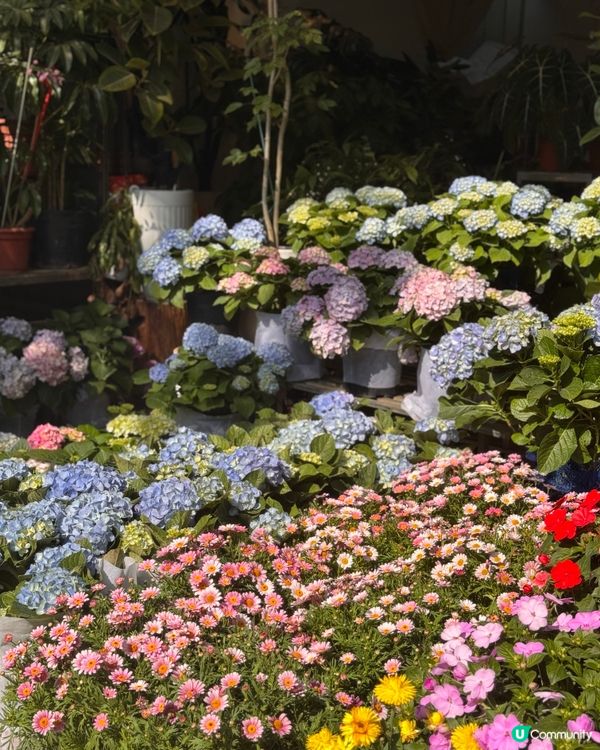 深圳隱藏：荷蘭花卉小鎮🚶‍♀️🌸✨