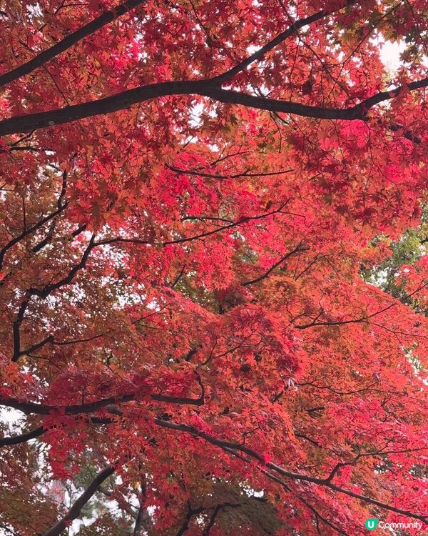 🇯🇵紅葉之旅🍁弘前城