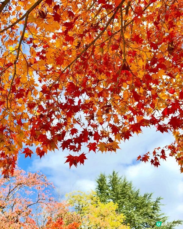 🇯🇵紅葉之旅🍁弘前城