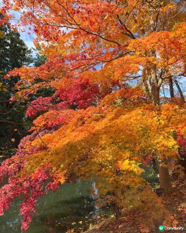 🇯🇵紅葉之旅🍁弘前城