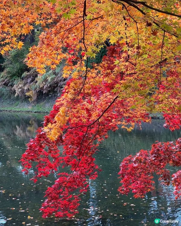 🇯🇵紅葉之旅🍁弘前城