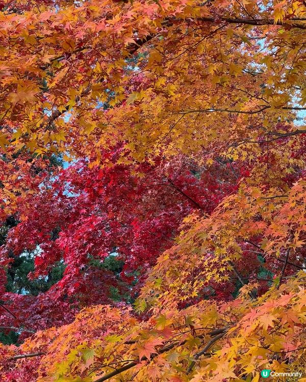 🇯🇵紅葉之旅🍁弘前城
