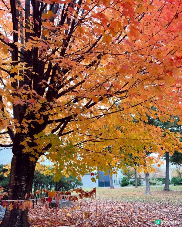 🇯🇵紅葉之旅 盛岡冷麵燒肉😋🍜