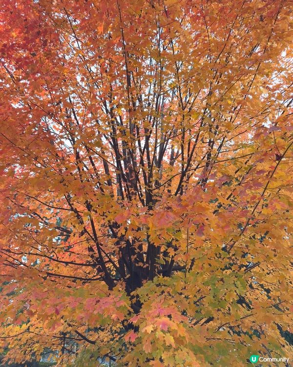 🇯🇵紅葉之旅 盛岡冷麵燒肉😋🍜