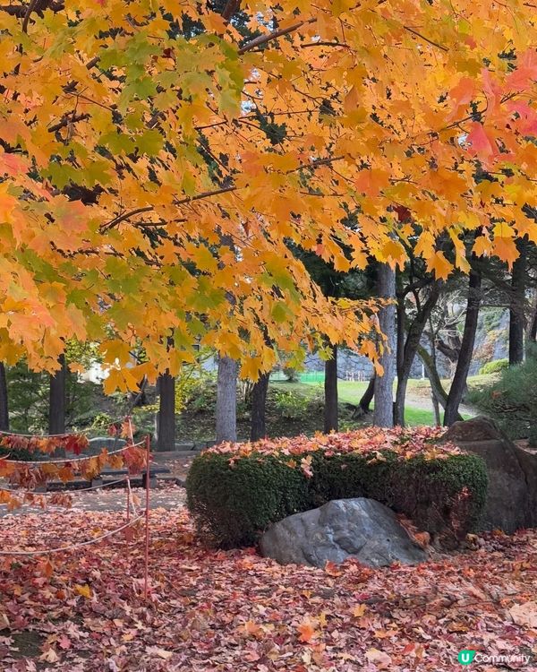 🇯🇵紅葉之旅 盛岡冷麵燒肉😋🍜