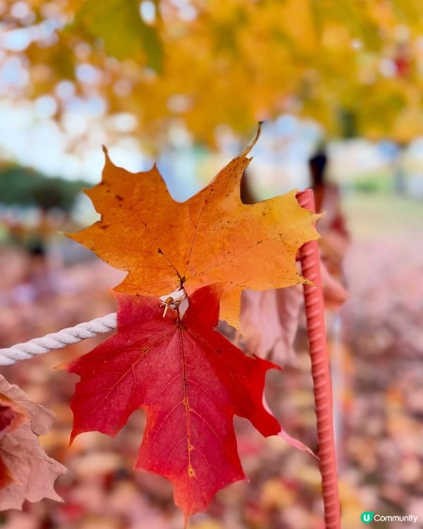 🇯🇵紅葉之旅 盛岡冷麵燒肉😋🍜