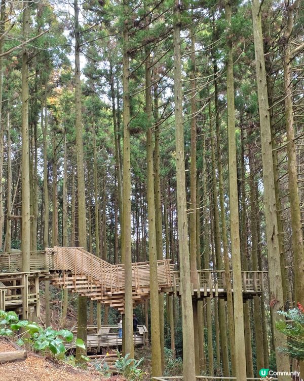 山上瀑布⛲️山下森林咖啡☕️