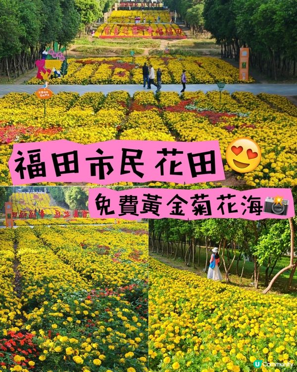 菊花海！金光閃閃✨市民中心靚到癲！😍