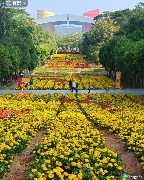 菊花海！金光閃閃✨市民中心靚到癲！😍