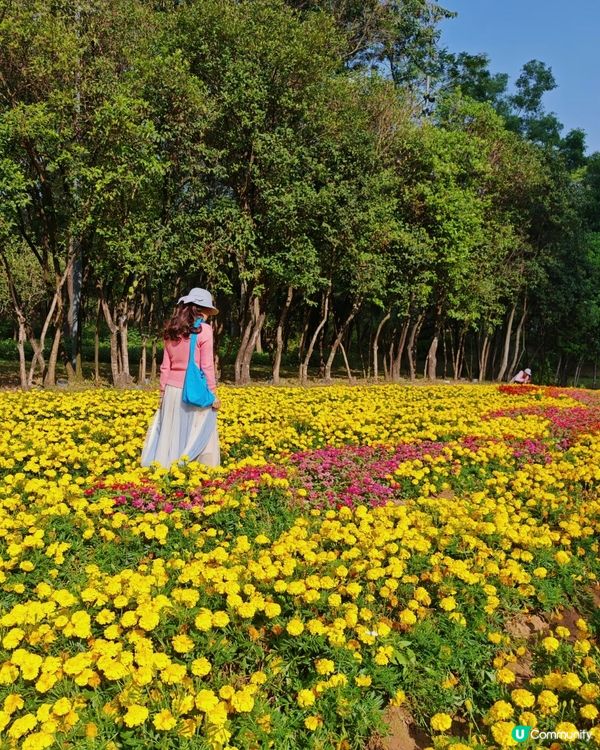 菊花海！金光閃閃✨市民中心靚到癲！😍