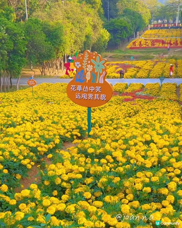 菊花海！金光閃閃✨市民中心靚到癲！😍