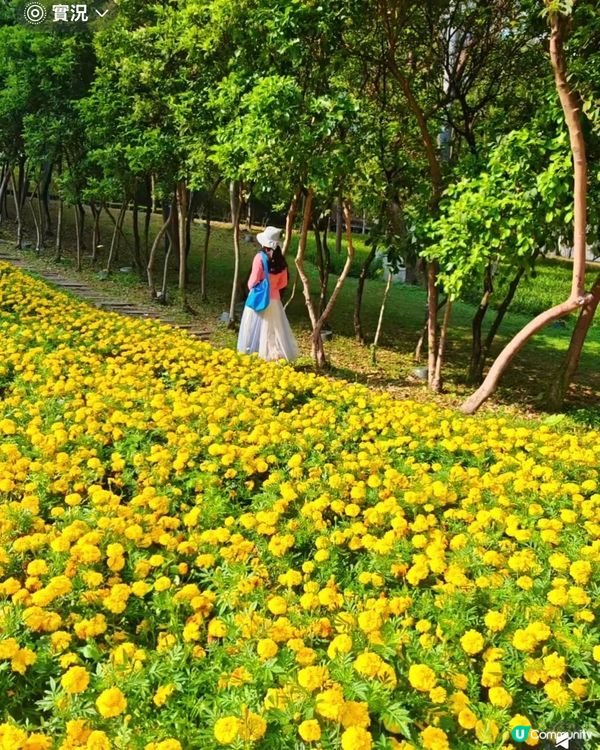 菊花海！金光閃閃✨市民中心靚到癲！😍