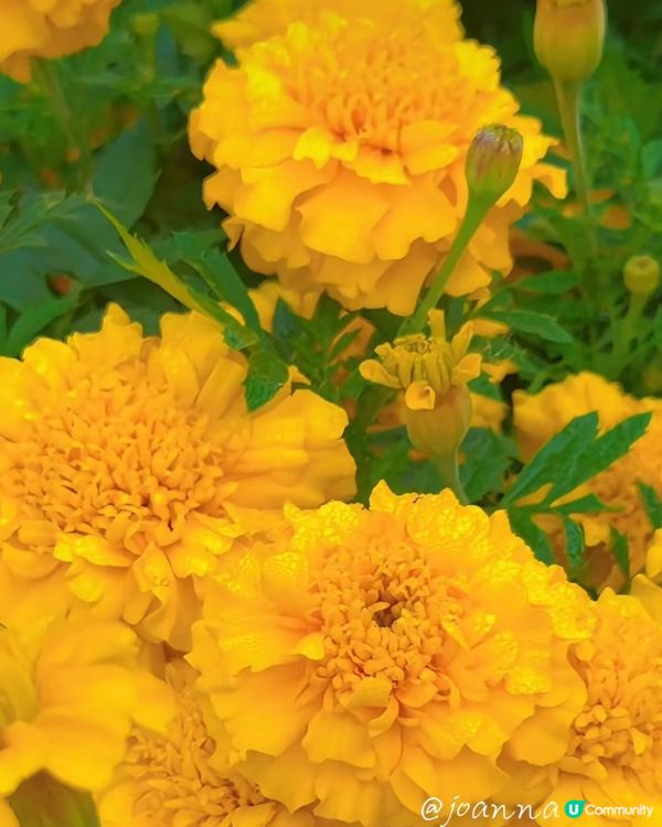 菊花海！金光閃閃✨市民中心靚到癲！😍