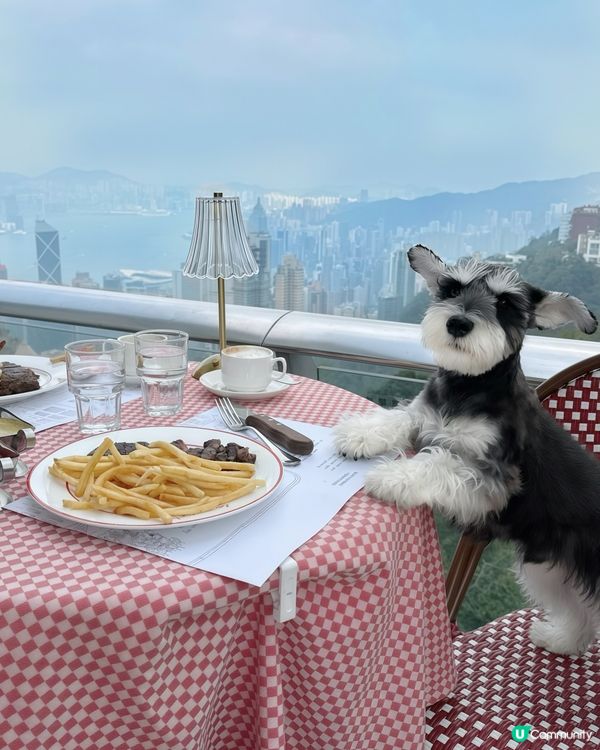 情人節首選 | 山頂全景寵物友善扒房•同媽咪浪漫「撐枱腳」