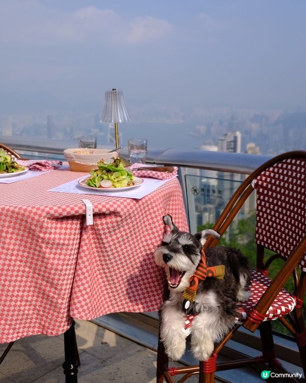 情人節首選 | 山頂全景寵物友善扒房•同媽咪浪漫「撐枱腳」