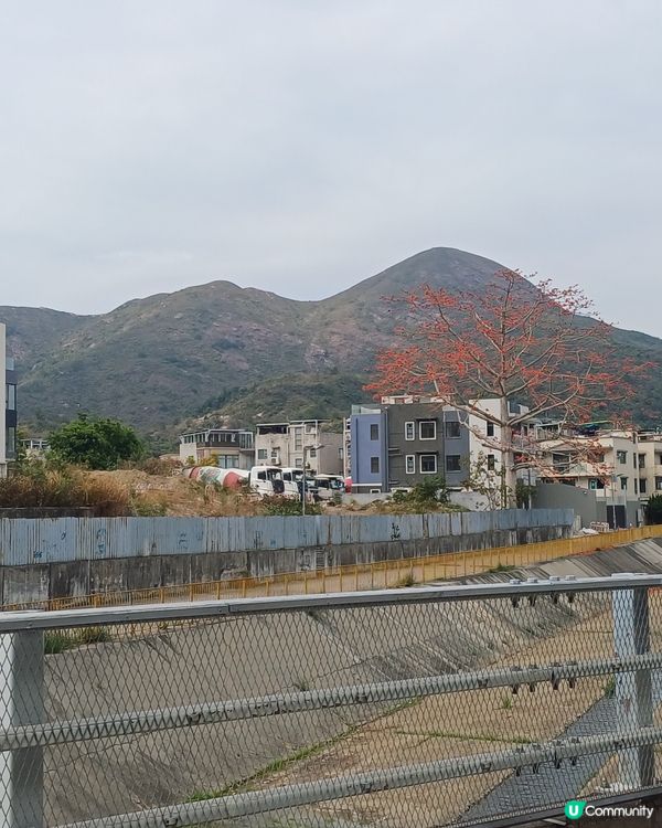 木棉樹綻放中