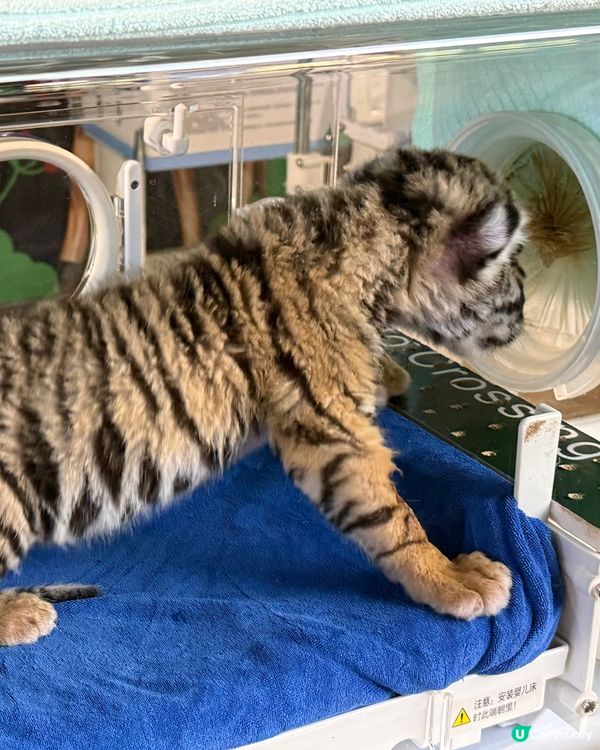 親子遊去長隆，食玩住一流！🦒