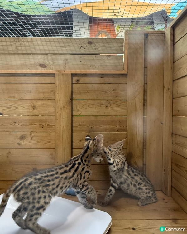 親子遊去長隆，食玩住一流！🦒