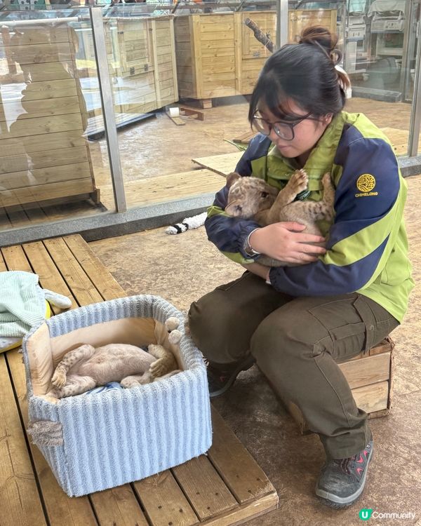 親子遊去長隆，食玩住一流！🦒