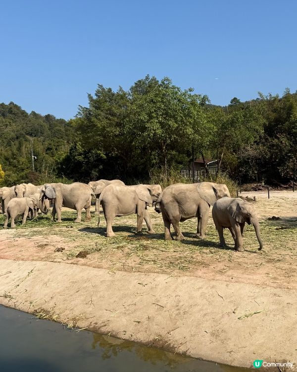 親子遊去長隆，食玩住一流！🦒