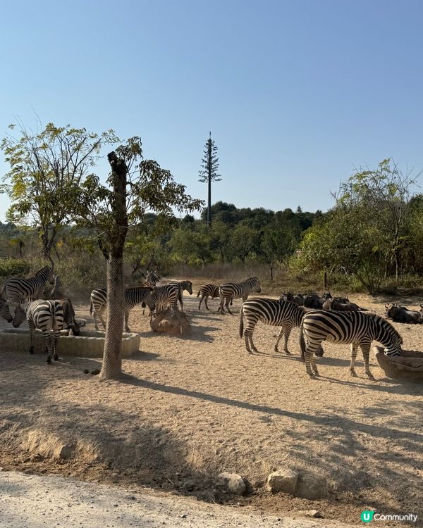 親子遊去長隆，食玩住一流！🦒