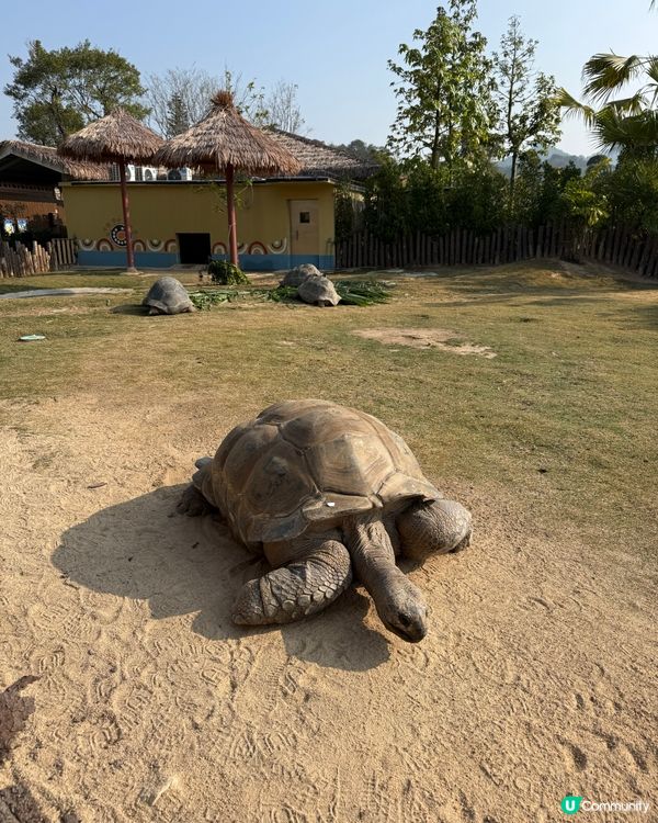 親子遊去長隆，食玩住一流！🦒